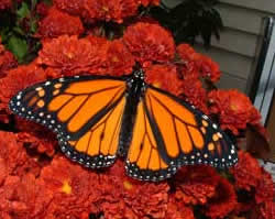Monarch Butterfly. Photo by K Chapuis.