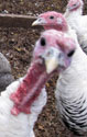 Turkeys. Zimmerman photo