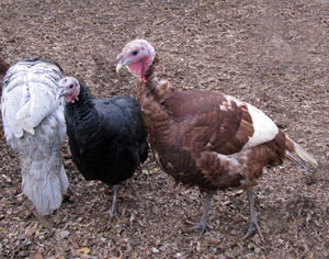 Heritage turkeys.  Zimmerman photo.