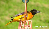 Oriole. Photo by C. Layton