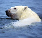 Polar bear survival.  Photo from Wikimedia Commons