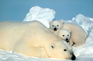 Polar Bear - source Wikimedia Commons