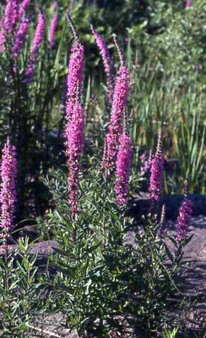 Purple Loosestrife is extremely invasive. Photo by 