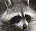 Raccoon.  Wikimedia Commons photo