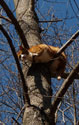 Cat stuck in tree. Zimmerman photo