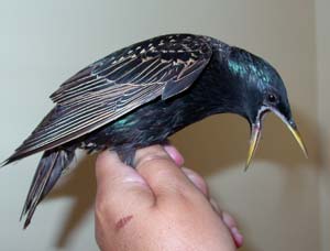 Adult Starling.  Photo by EA Zimmerman