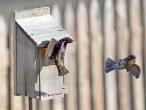 Starling vs Bluebird. photo by Dave Kinneer