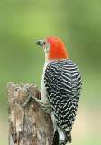 Red-bellied Woodpecker. Photo by Wendell Long