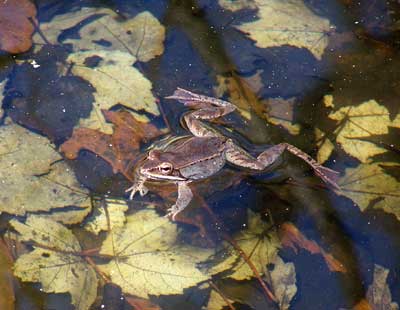 Wood Frog in Poconos, PA.  Photo by Bet Zimmerman.